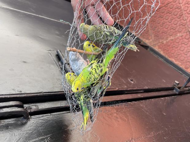 Budgies for Sale - thumbnail 3