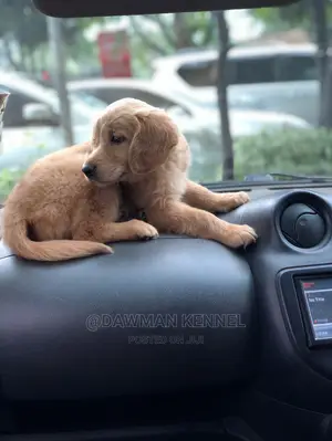 1-3 Month Female Purebred Golden Retriever