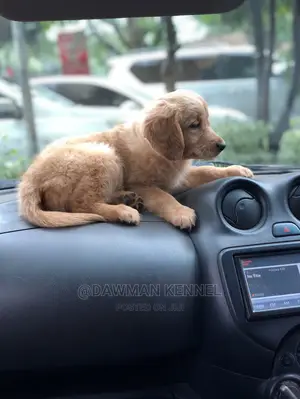 1-3 Month Female Purebred Golden Retriever