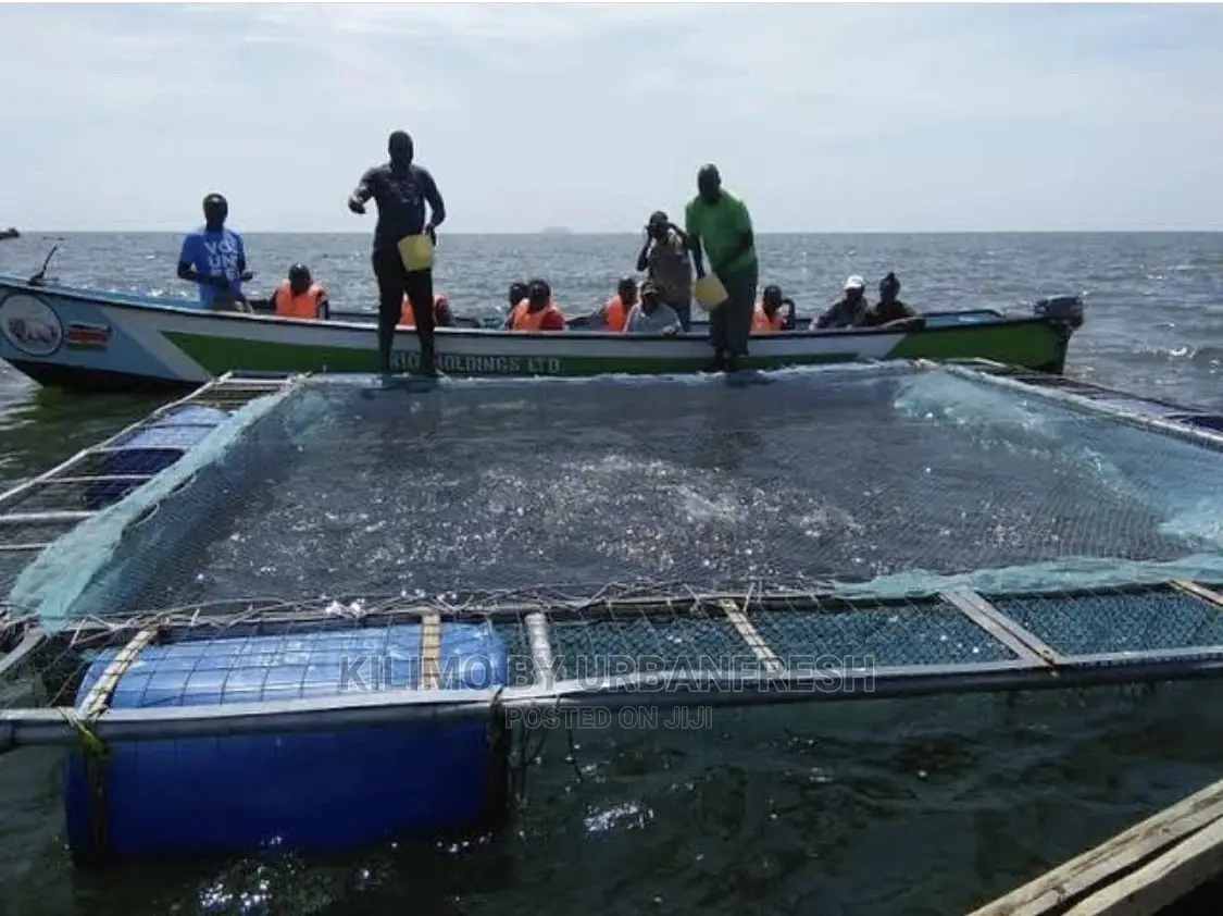 Fish Cage Net 1 Bundle 50m X 5m.