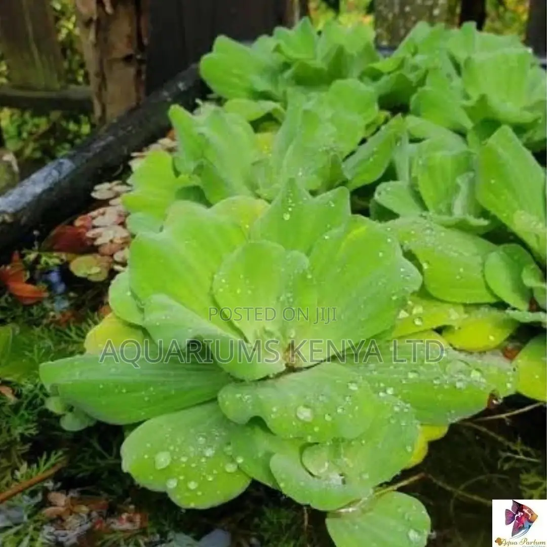 Water Lettuce, Floating Live Plants