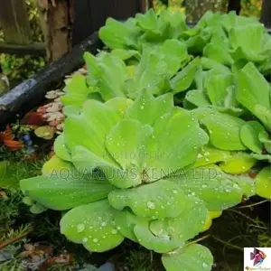 Water Lettuce, Floating Live Plants