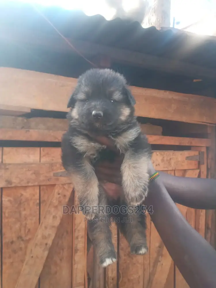 1-3 months Male Purebred German Shepherd