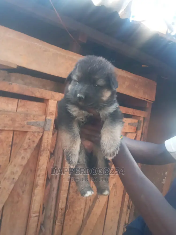 1-3 months Male Purebred German Shepherd