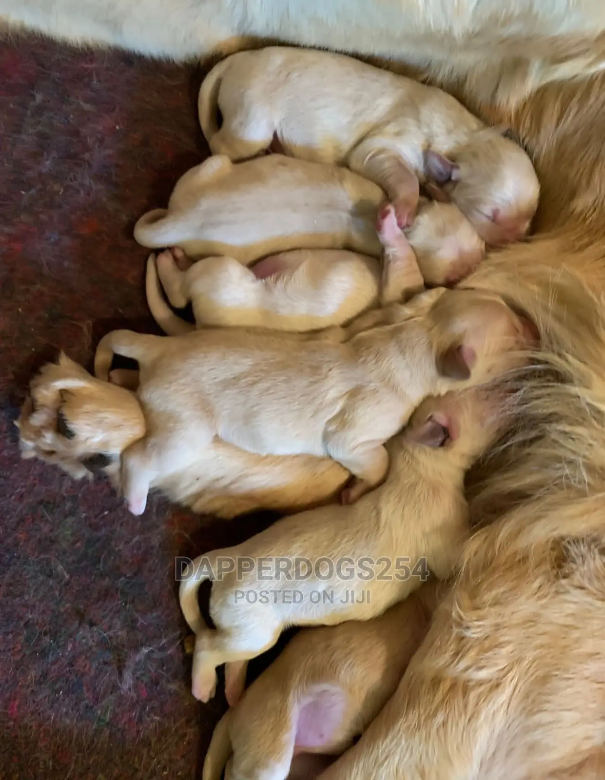 0-1 Month Male Purebred Golden Retriever