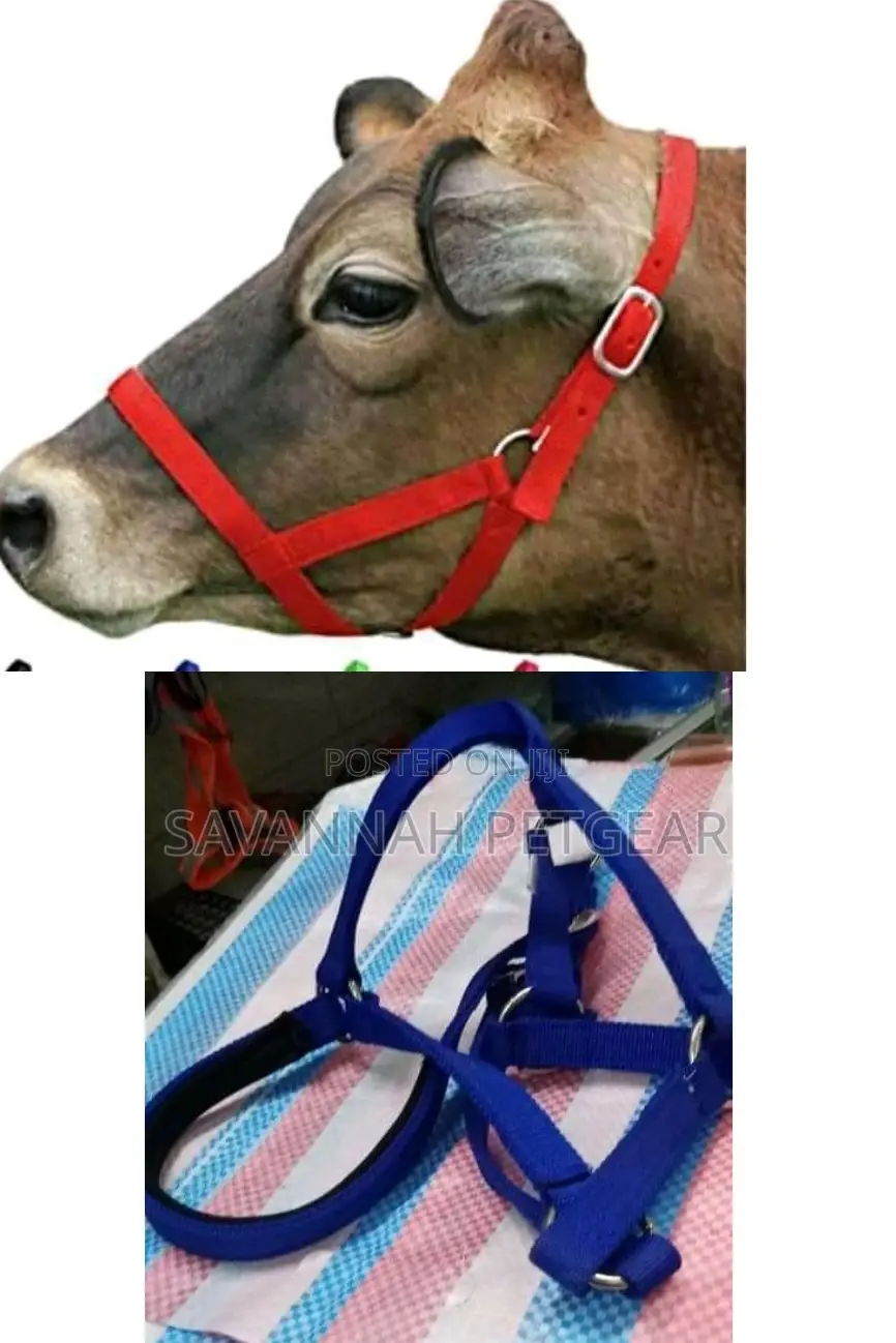 Cow Halters for Sale