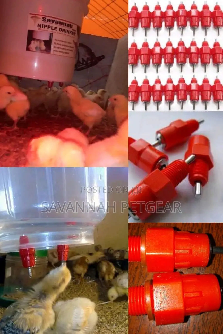 Heavy Duty Chick Chicken Nipple Drinkers Piping and Buckets