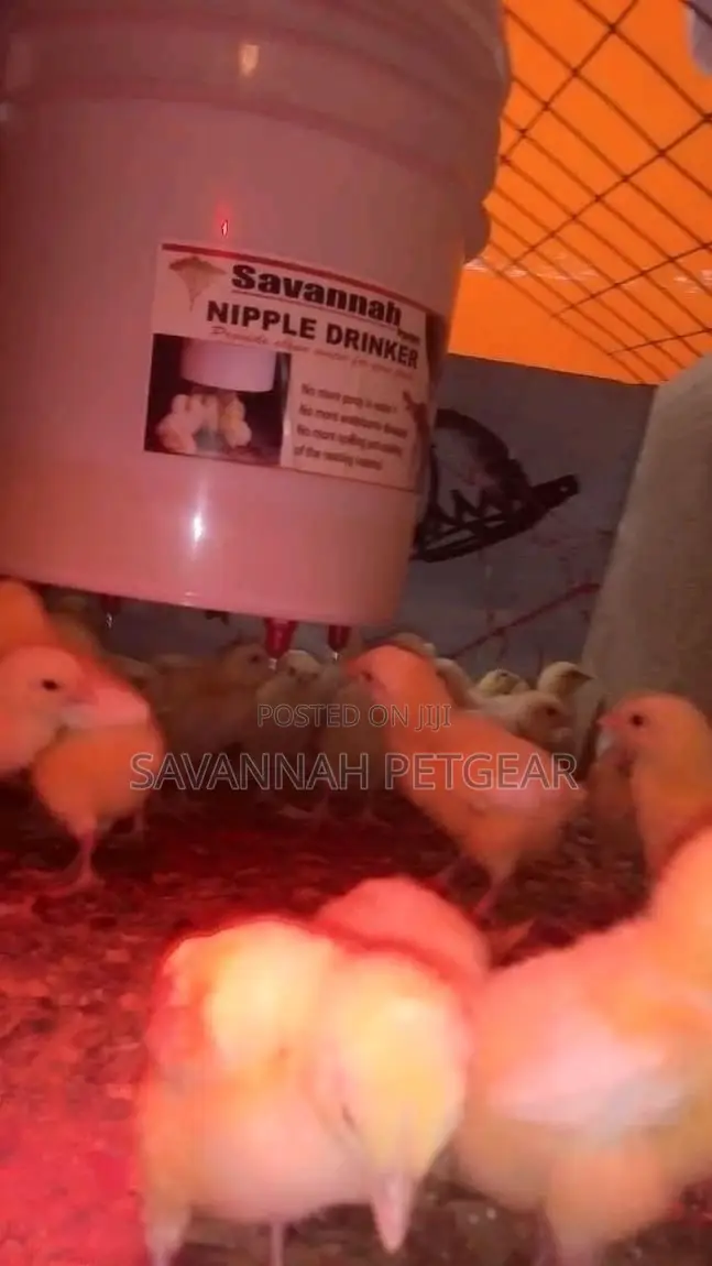 Heavy Duty Chick Chicken Nipple Drinkers Piping and Buckets