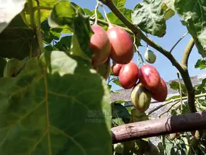 Tree Tomato Fruits/ Hass Avocado Seedlings