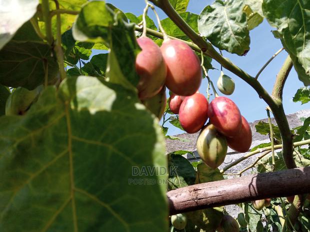 Tree Tomato Fruits - main view