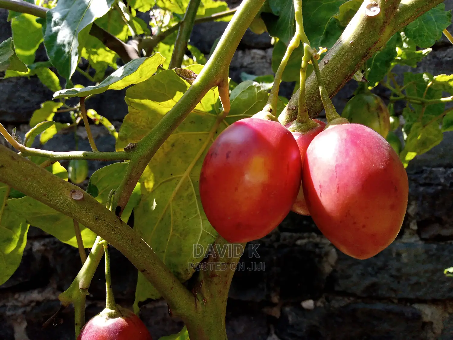Tree Tomato Fruits/ Hass Avocado Seedlings