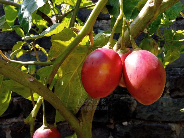 Tree Tomato Fruits - thumbnail 7