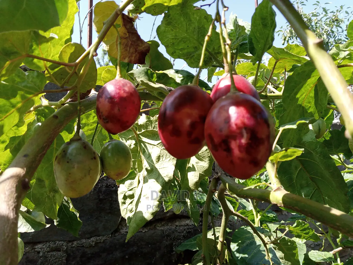 Tree Tomato Fruits/ Hass Avocado Seedlings