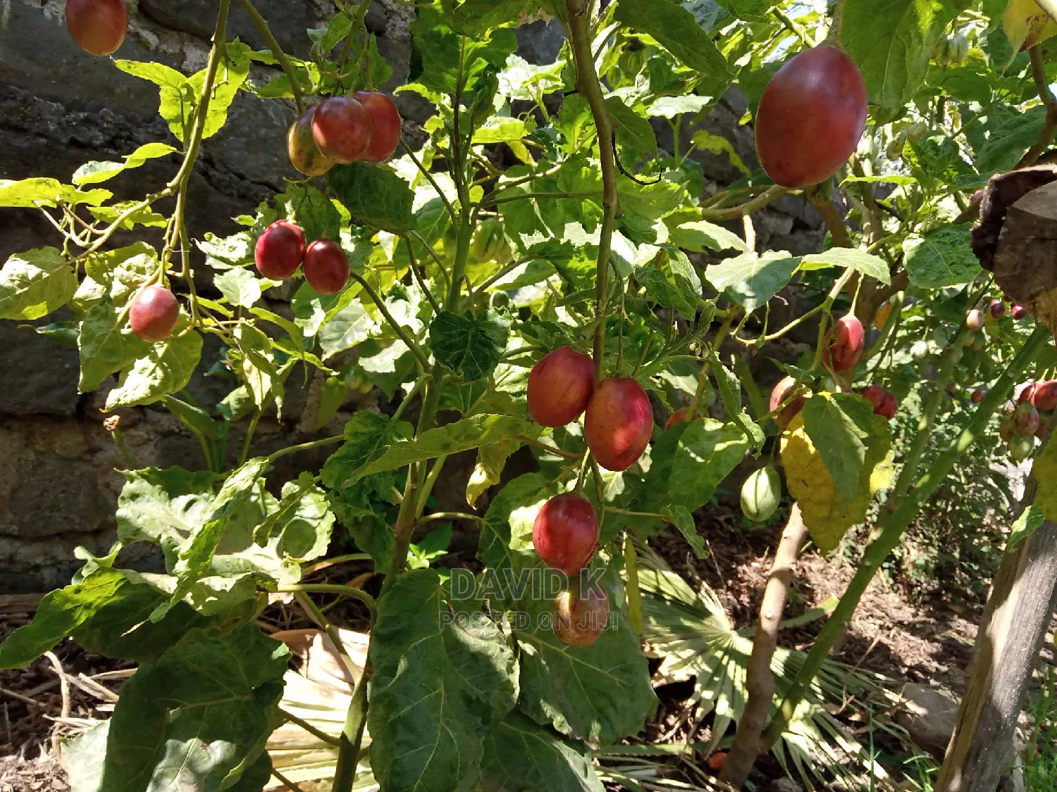Tree Tomato Fruits/ Hass Avocado Seedlings