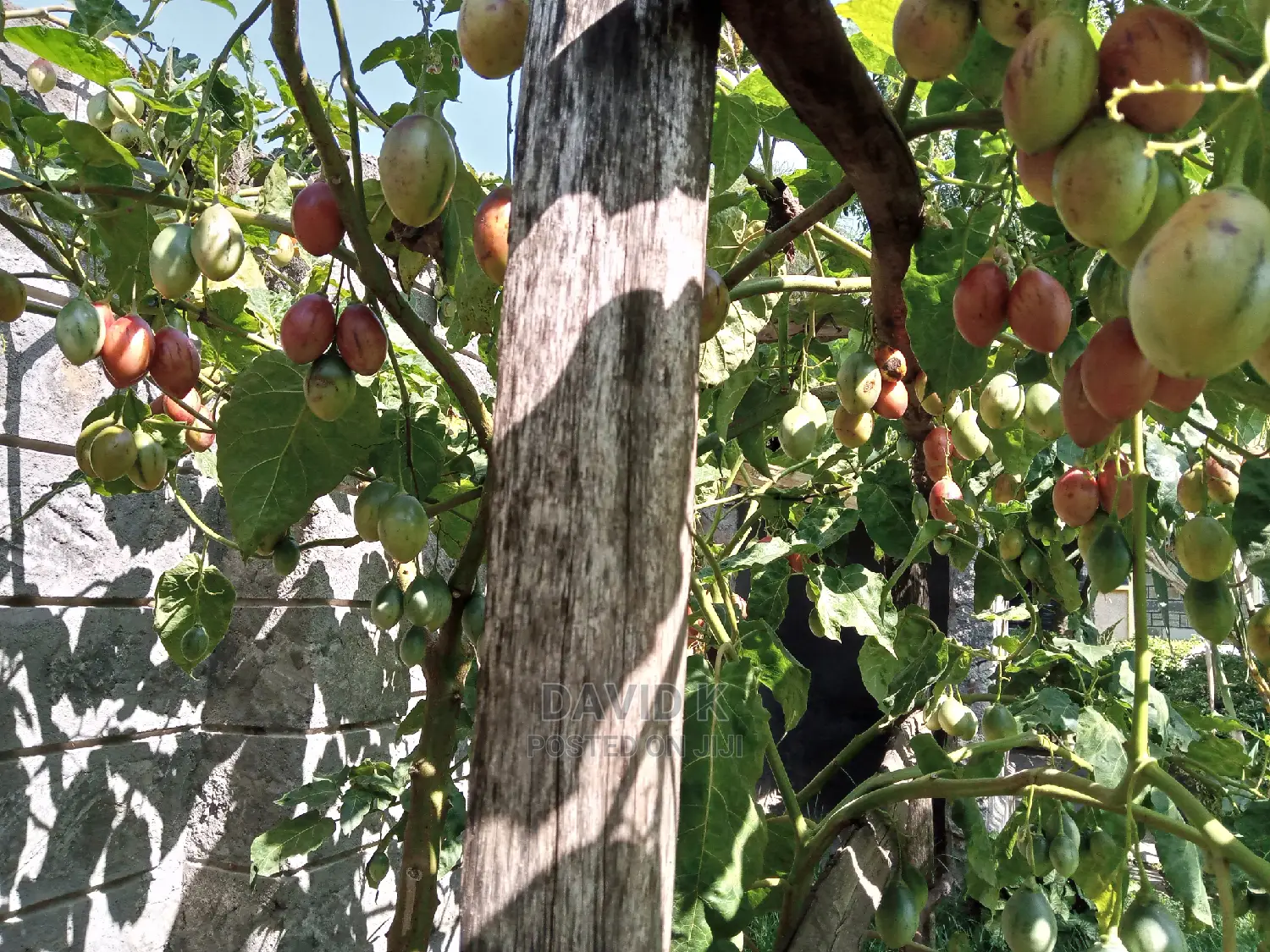Tree Tomato Fruits/ Hass Avocado Seedlings