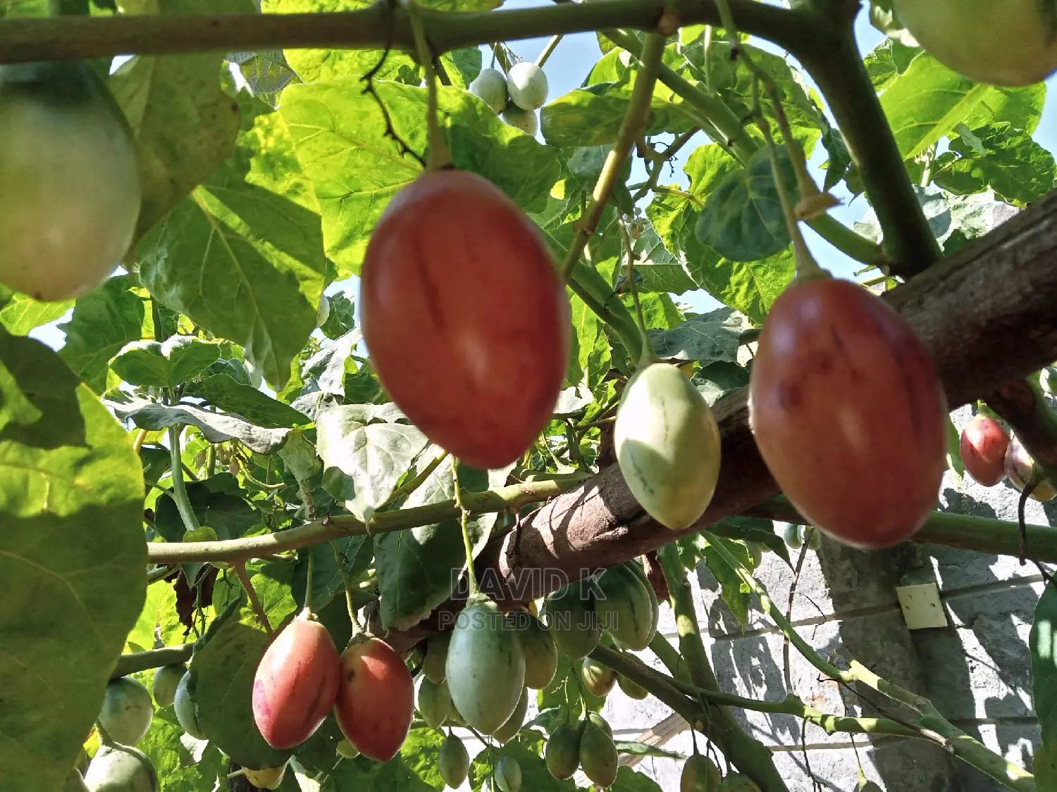 Tree Tomato Fruits/ Hass Avocado Seedlings