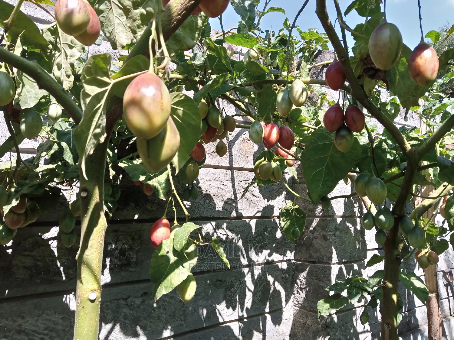 Tree Tomato Fruits/ Hass Avocado Seedlings