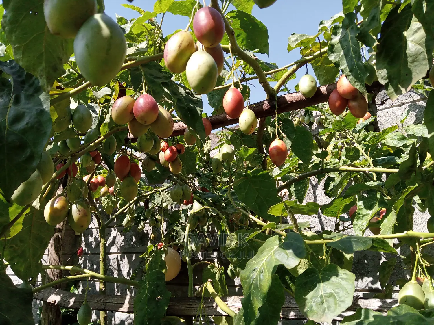 Tree Tomato Fruits/ Hass Avocado Seedlings
