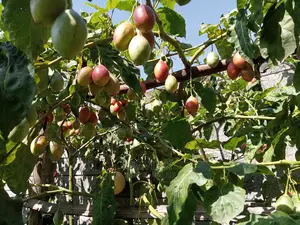 Tree Tomato Fruits/ Hass Avocado Seedlings