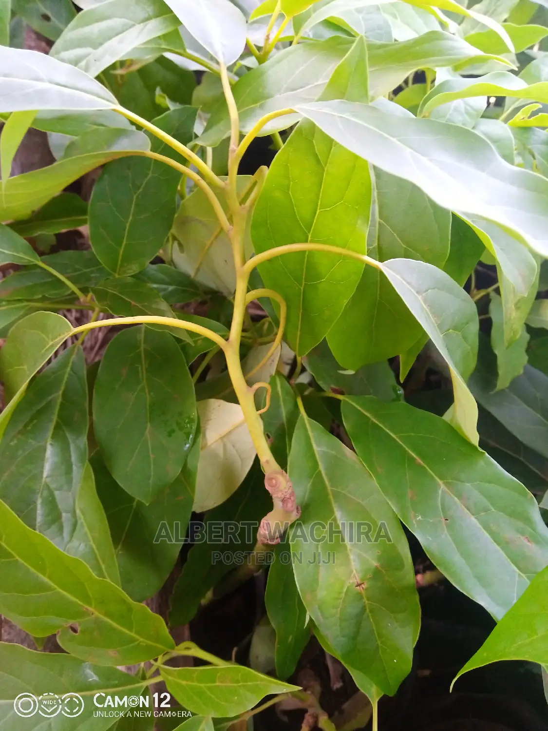 Prime Hass Avocado Seedlings