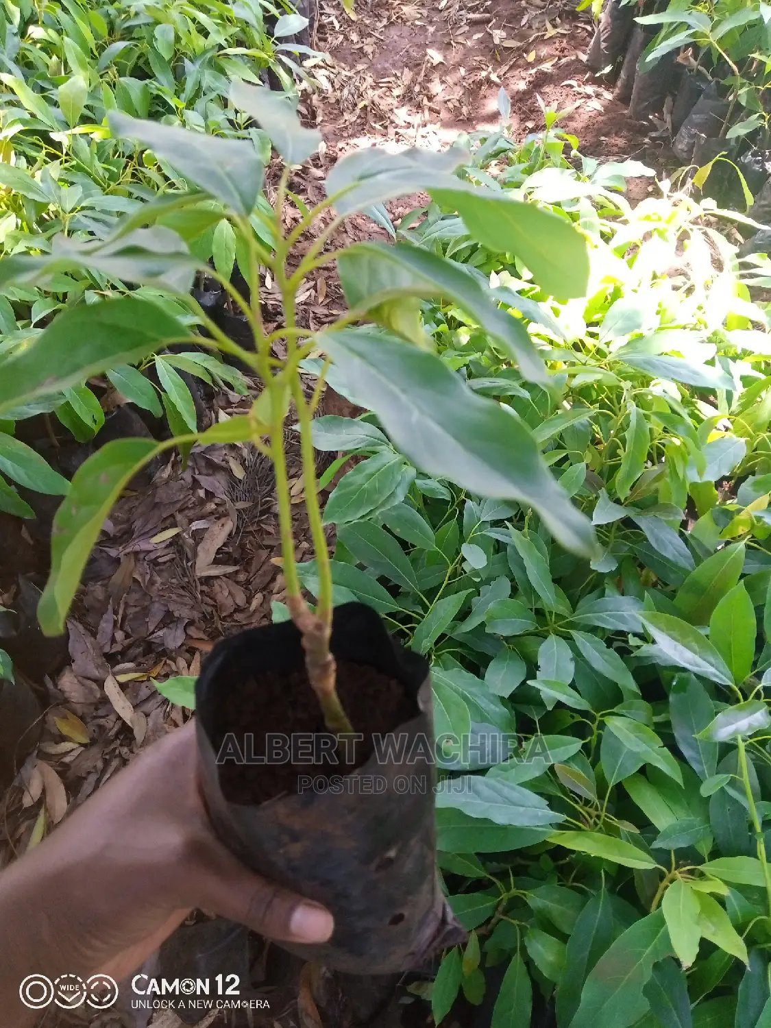 Prime Hass Avocado Seedlings