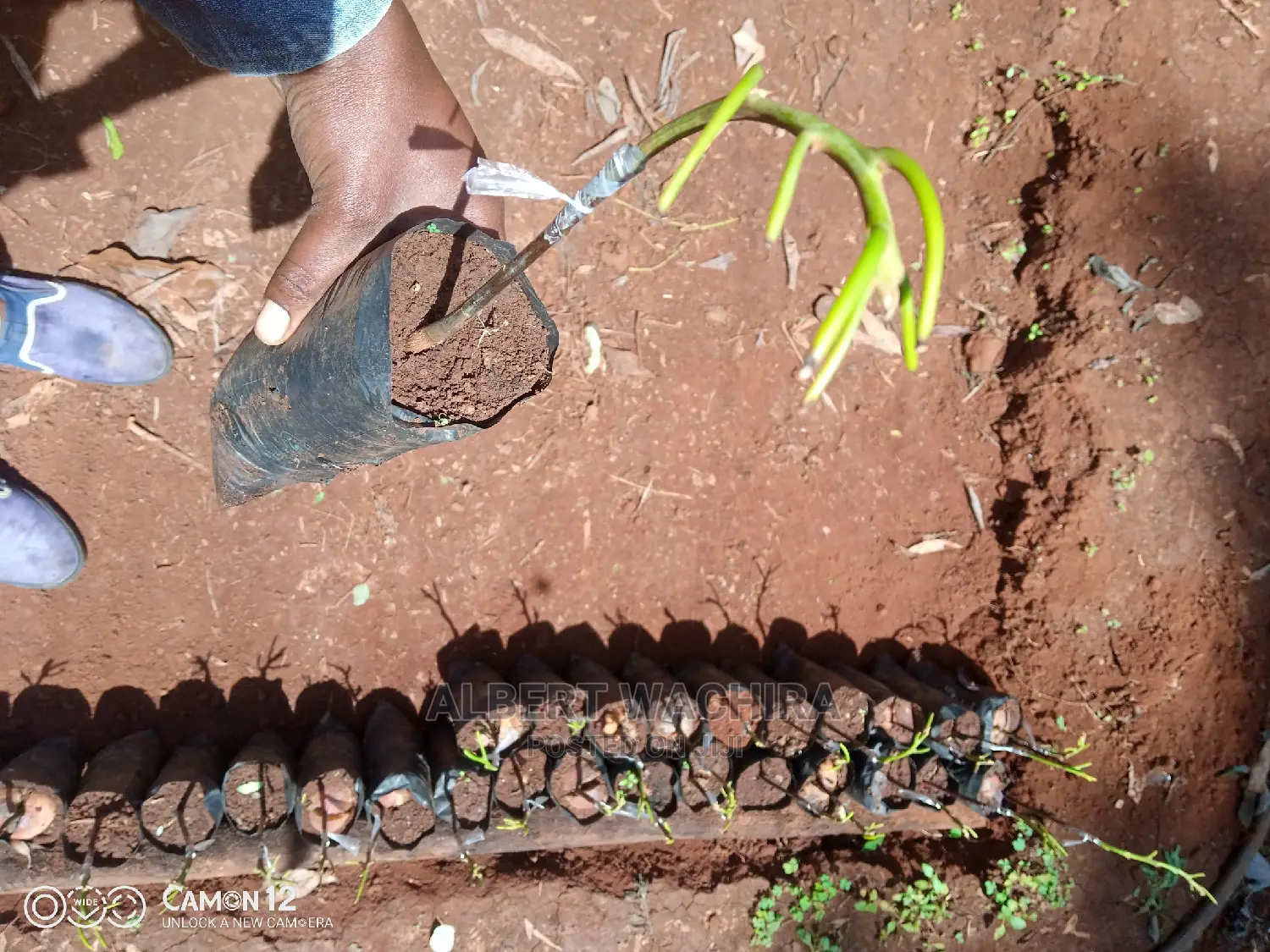 Prime Hass Avocado Seedlings