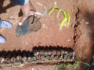 Prime Hass Avocado Seedlings