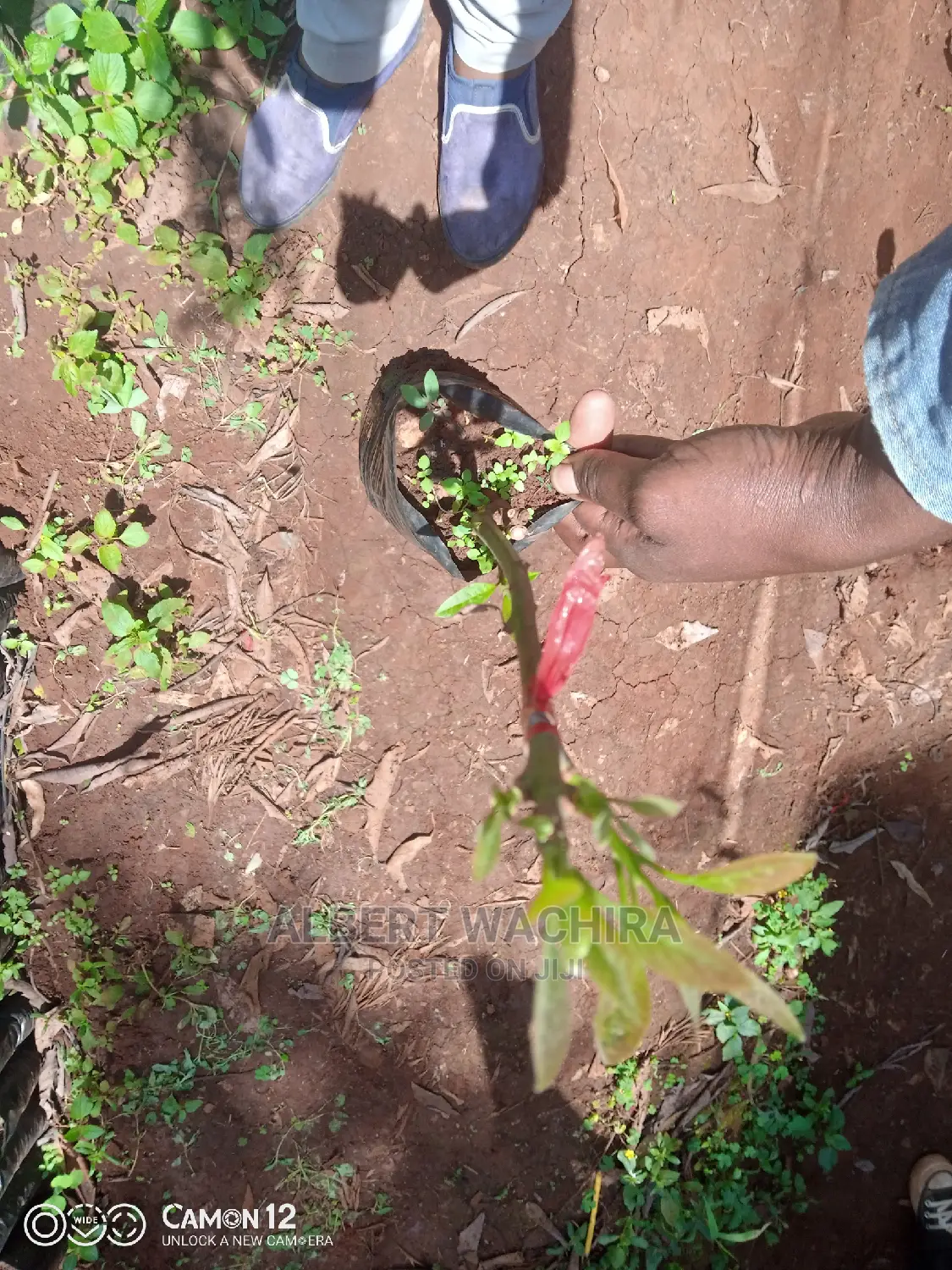 Prime Hass Avocado Seedlings