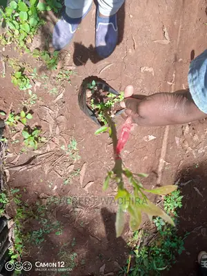 Prime Hass Avocado Seedlings