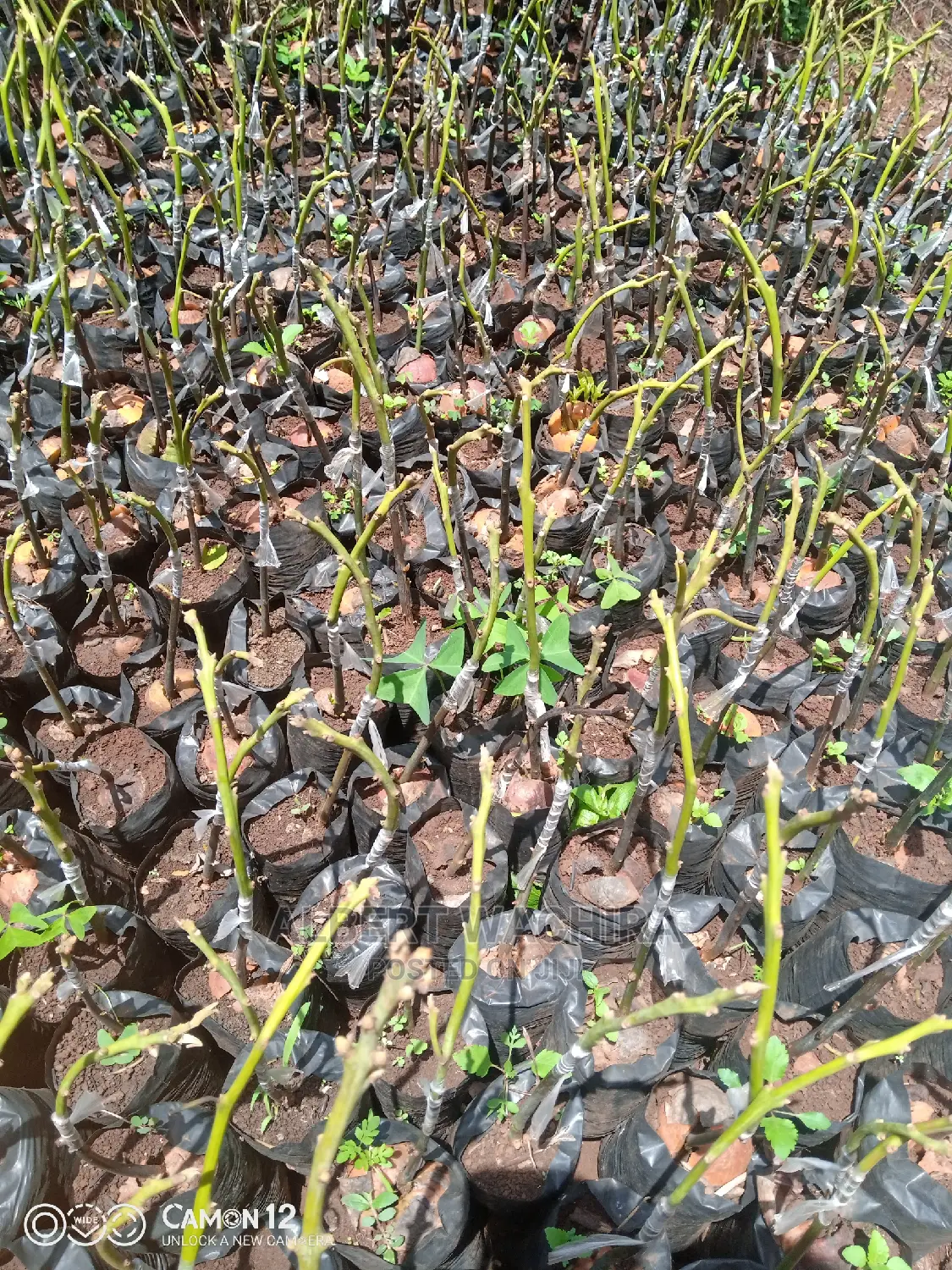 Prime Hass Avocado Seedlings
