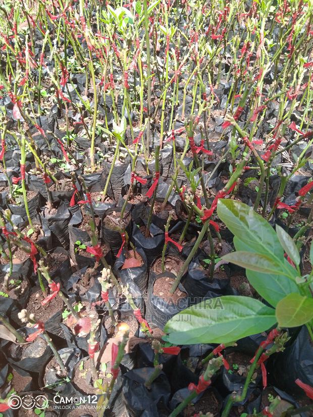 Prime Hass Avocado Seedlings - thumbnail 8