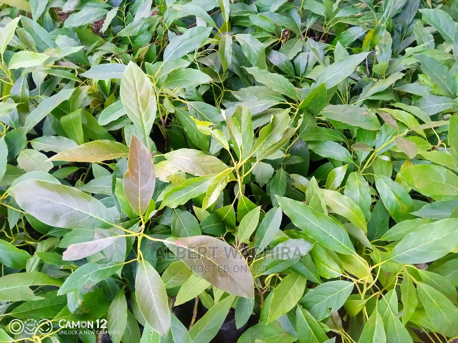 Prime Hass Avocado Seedlings