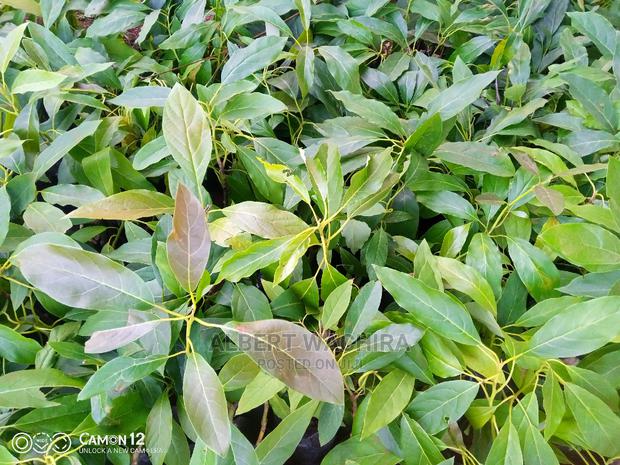 Prime Hass Avocado Seedlings - main view