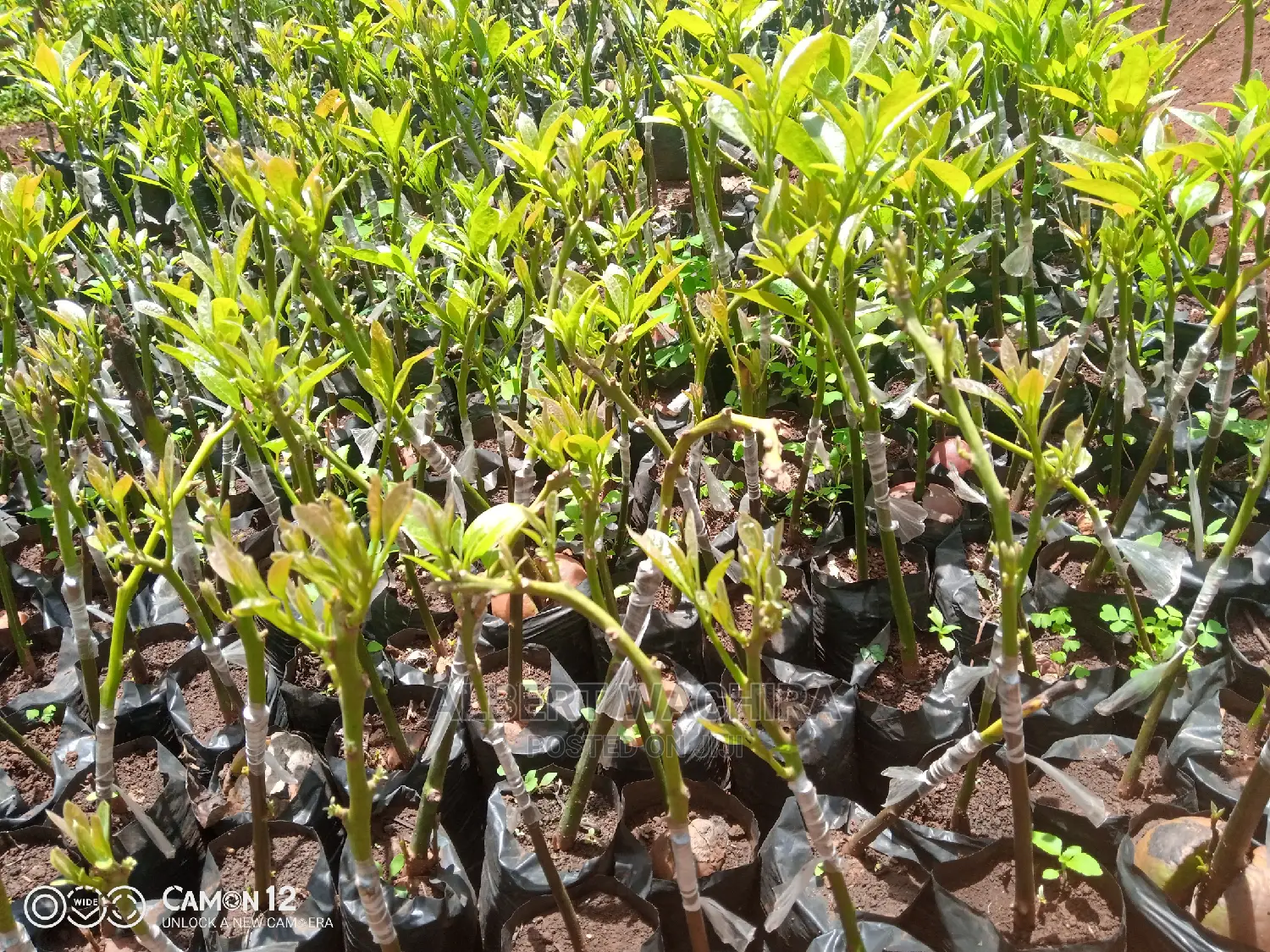 Prime Hass Avocado Seedlings