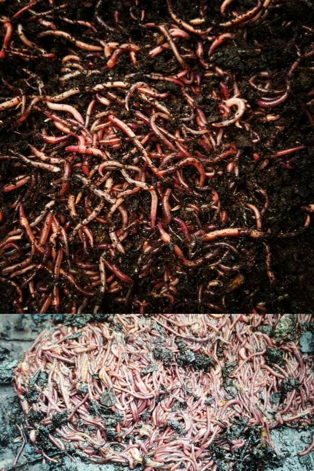 Redworms Earthworms Wigglers Vermiculture Vermicompost - 1kg