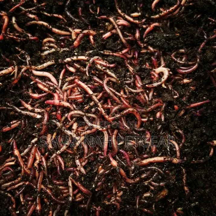 Redworms Earthworms Wigglers Vermiculture Vermicompost - 1kg