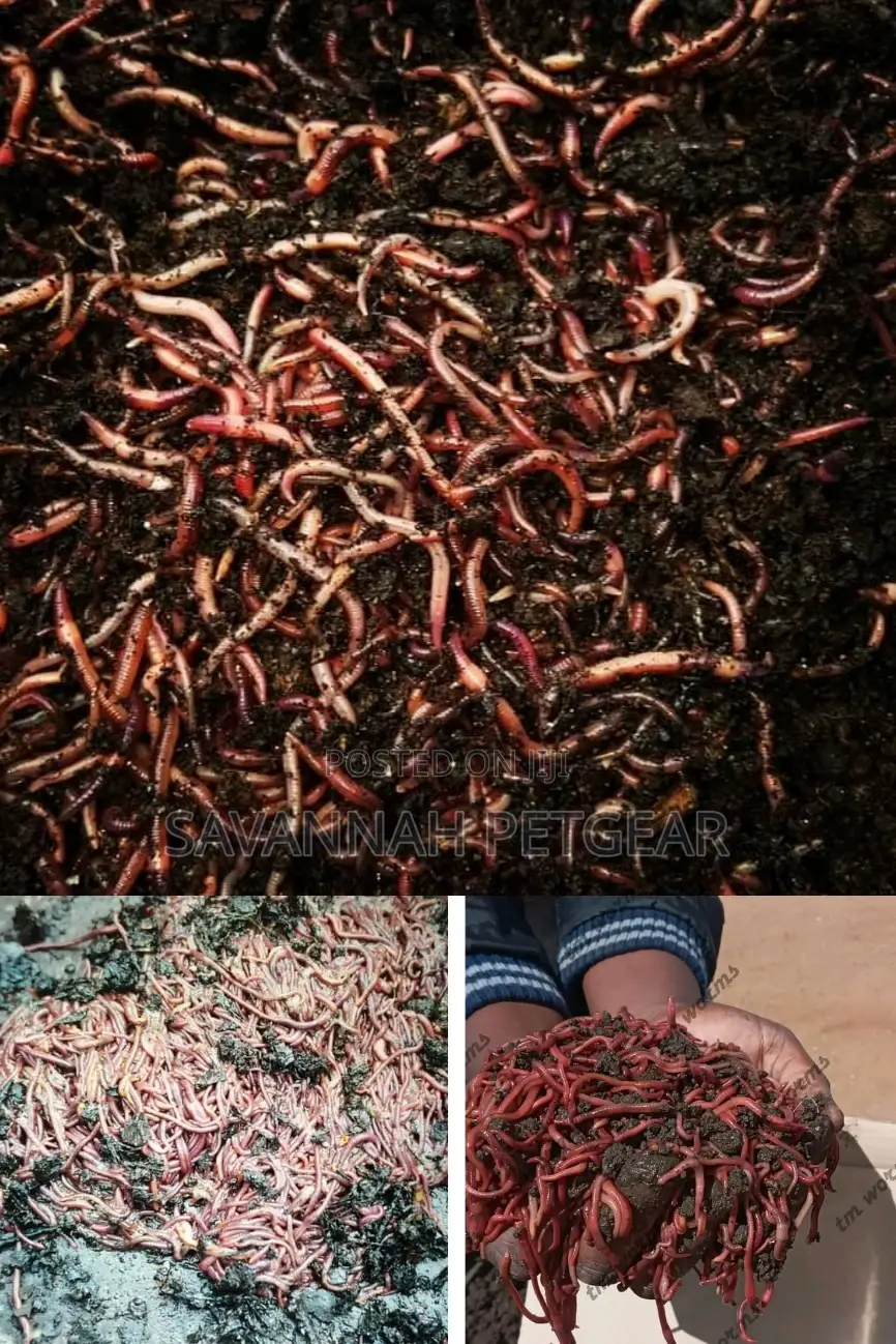 Redworms Earthworms Wigglers Vermiculture Vermicompost - 1kg
