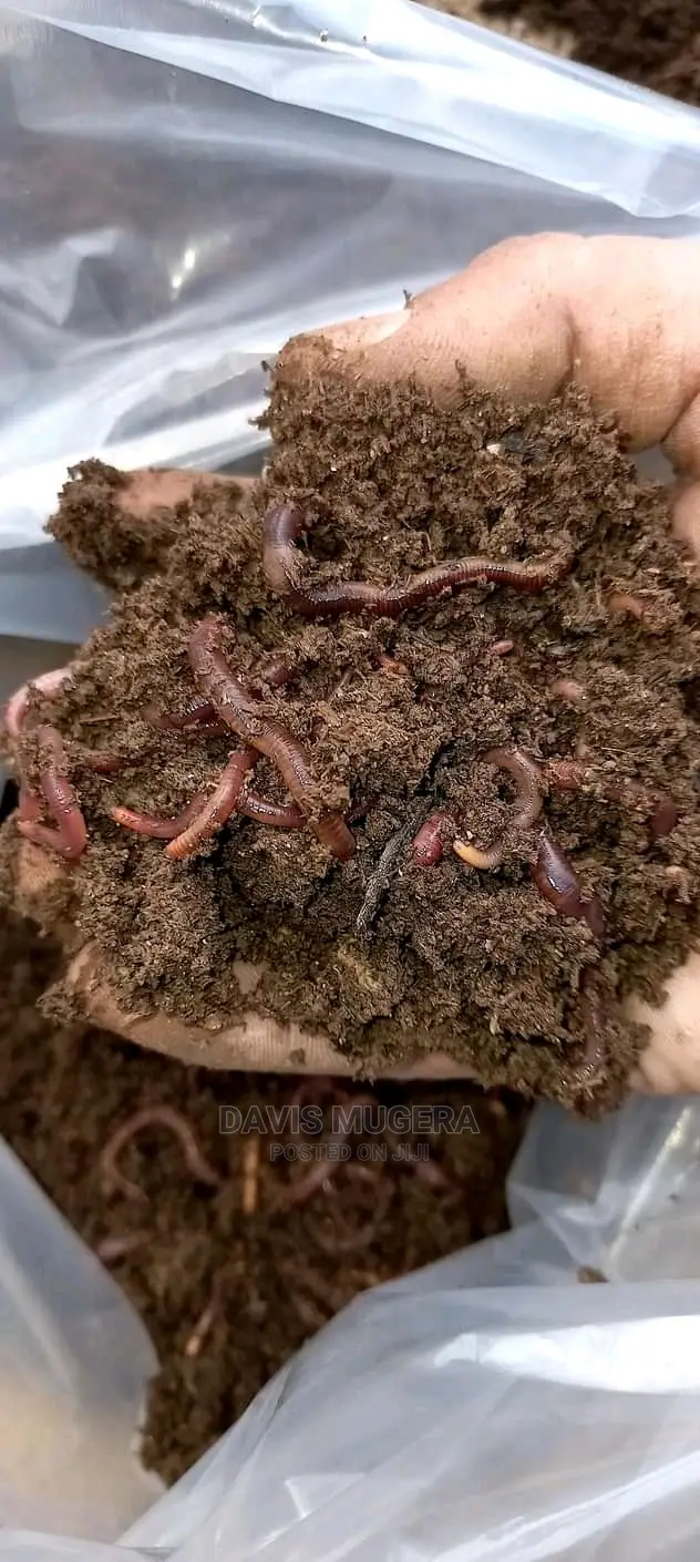 Redworms Earthworms Wigglers Vermiculture 1kg in Nairobi