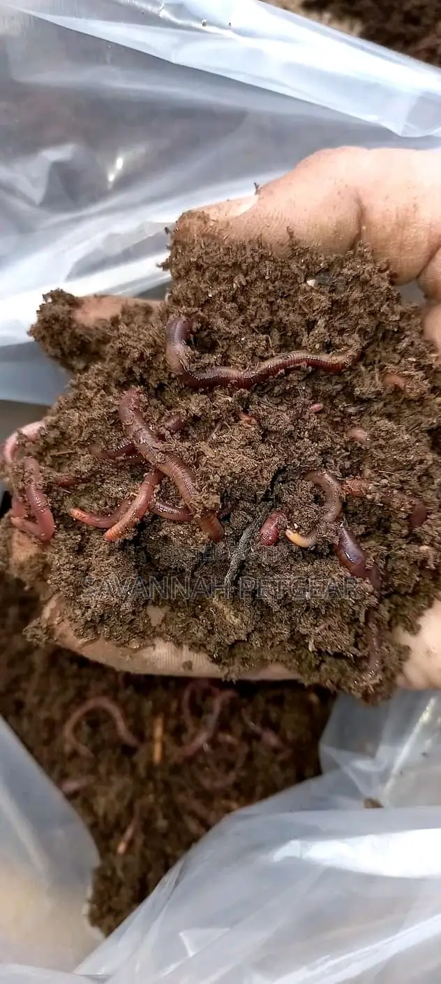 Redworms Earthworms Wigglers Vermiculture Vermicompost - 1kg
