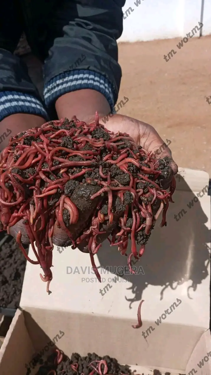 Redworms Earthworms Wigglers Vermiculture 1kg in Nairobi