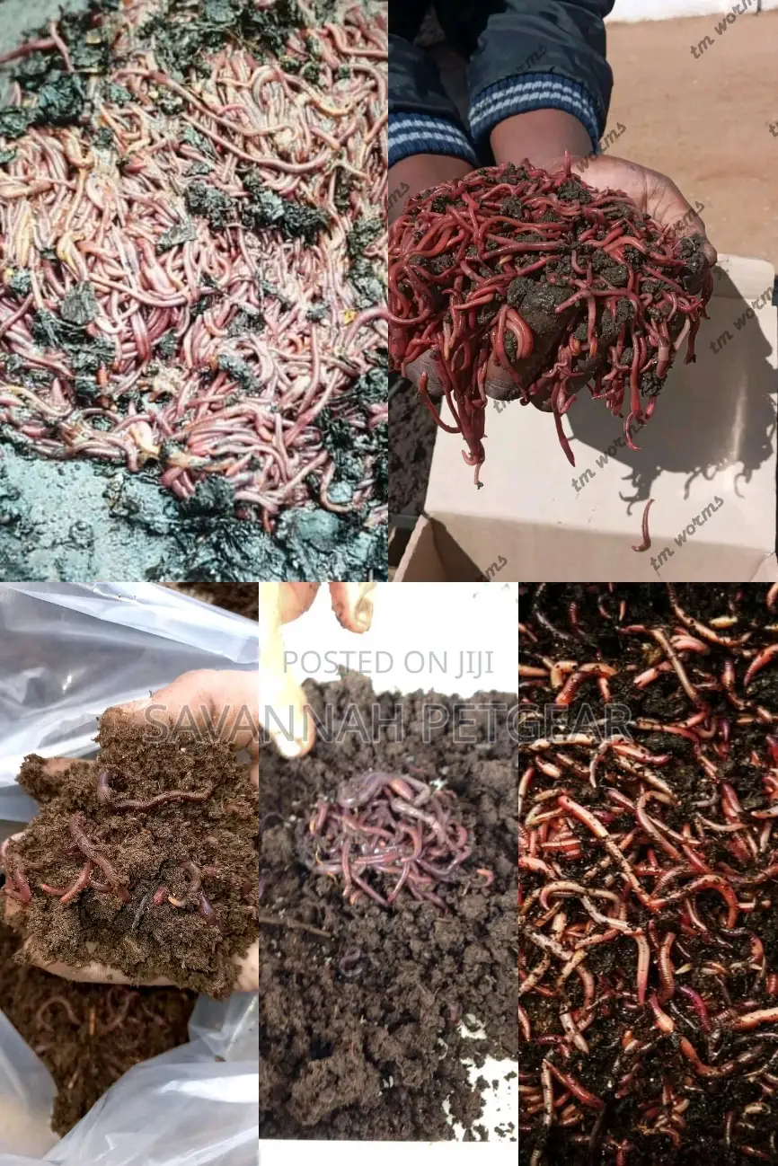 Redworms Earthworms Wigglers Vermiculture Vermicompost - 1kg