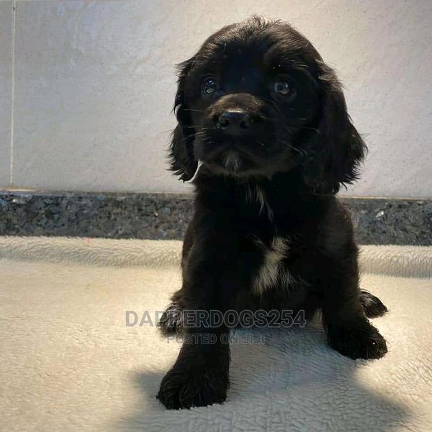 1-3 Months Male Purebred Cocker Spaniel