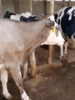 Pedigree Fleckview Dairy Cow