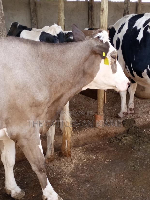 Pedigree Fleckview Dairy Cow - thumbnail 4