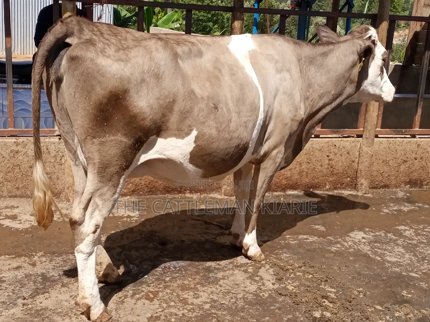 Pedigree Fleckview Dairy Cow