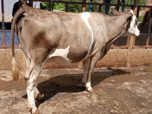 Pedigree Fleckview Dairy Cow - thumbnail 6