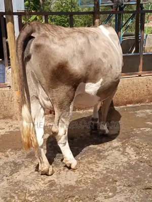 Pedigree Fleckview Dairy Cow