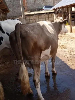 Pedigree Fleckview Dairy Cow