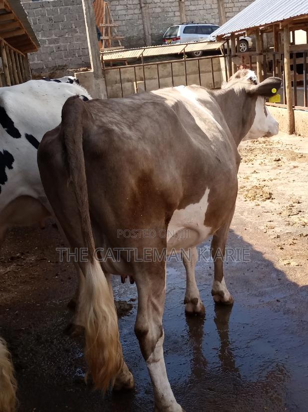 Pedigree Fleckview Dairy Cow - main view