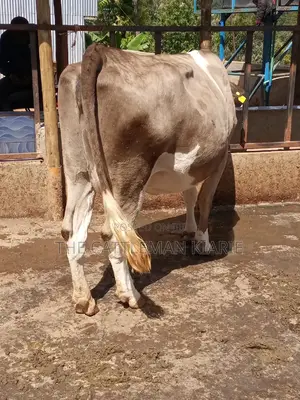 Pedigree Fleckview Dairy Cow